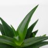 Haworthia west jogo close up