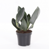 Scindapsus Treubii Dark plant