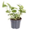 Epipremnum Pinnatum Global Green