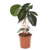 Alocasia marocco purple night