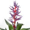 Aechmea Blue rain bloem