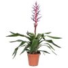 Aechmea Blue Rain