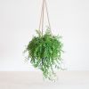 Aeschynanthus Japhrolepis - Lipstickplant - P15