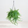 Aeschynanthus Japhrolepis - Lipstickplant - P15