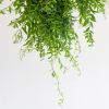 Aeschynanthus Japhrolepis - Lipstickplant - P15