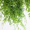 Aeschynanthus-Japhrolepis-6