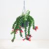 Aeschynanthus Lobbianus Twister - Lipstickplant - P15