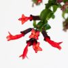 Aeschynanthus Lobbianus Twister - Lipstickplant - P15