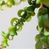Aeschynanthus Rasta - P15