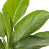 Aglaonema cleopatra verzorging