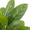 Aglaonema