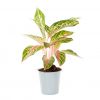 Aglaonema pink red green