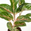 aglaonema hybrid