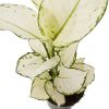 witte aglaonema