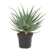 Alo -arborescens-kandelaar-aloe-19-20