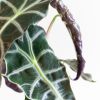 Alocasia Amazonica Polly - Skeletplant - P12