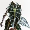 Alocasia Amazonica Polly - Skeletplant - P12