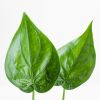 Alocasia Cucullata - P12