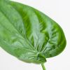 Alocasia Cucullata - P12