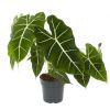 Alocasia Frydek