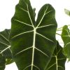 Alocasia Frydek blad