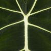 Alocasia Frydek