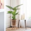 Alocasia Gageana kopen