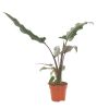 alocasia lauterbachiana