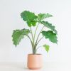 Alocasia Portadora - P21