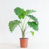 Alocasia Portadora - P21