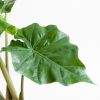 Alocasia Portadora - P21