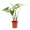 Alocasia Zebrina