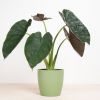 Alocasia-Wentii-2