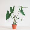 Alocasia Zebrina - Olifantsoor - P19