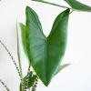 Alocasia Zebrina - Olifantsoor - P19