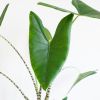 Alocasia-Zebrina-p19-6