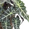 Alocasia polly verzorging