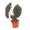 Alocasia Red Secret