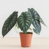 Alocasia Dragon Scale groot