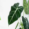 Alocasia Micholitziana Frydek