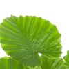 Alocasia Gageana blad