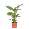 Alocasia gageana