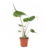 Alocasia Stingray
