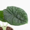 Alocasia Melo