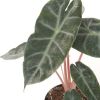 Alocasia Pink Dragon