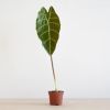 Alocasia Watsoniana