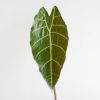 Alocasia Watsoniana
