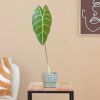 Alocasia Watsoniana