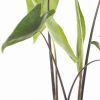 Alocasia Zebrina Black Stem