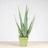 Aloe Vera Plant - Medicijnplant - P15